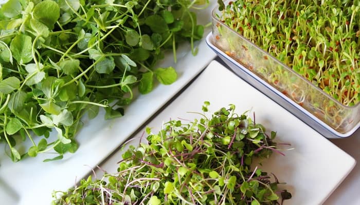 Three types of freshly harvested microgreens on plates.