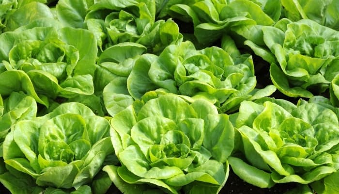 Butterhead Lettuce