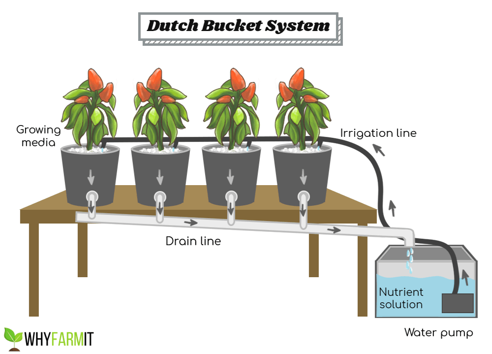 Dutch Bucket Hydroponic System