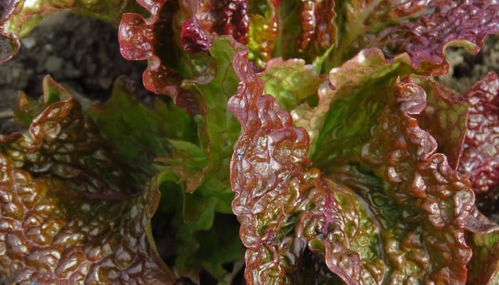 Fresh Bunches of Red Sails Lettuce