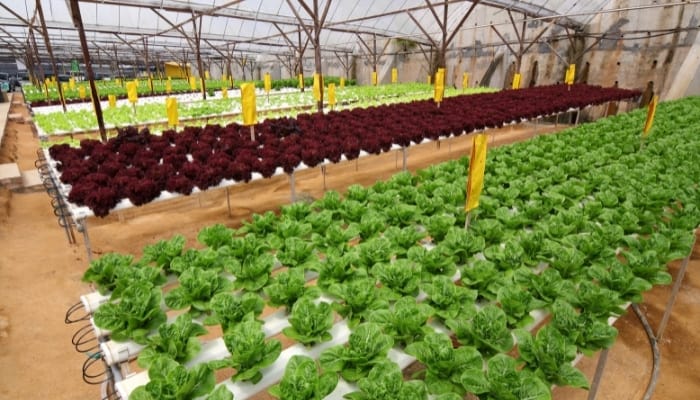 Lettuce Growing in a Commercial NFT Hydroponic system