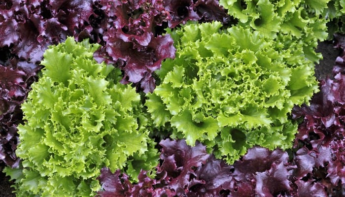 Loose Leaf Salad Bowl Lettuce