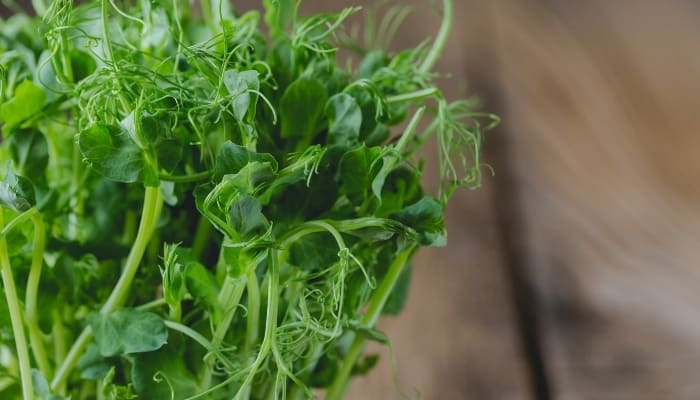 Micro Herbs 101: Growing, Using, And Most Popular Varieties