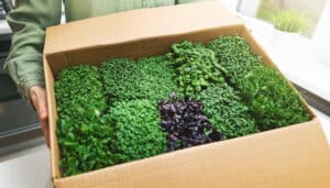 Box Of Microgreens Ready For Sale
