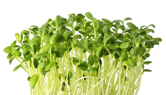 Aquaponics microgreens Upward Farms Announces World's Largest Indoor Vertical Farm