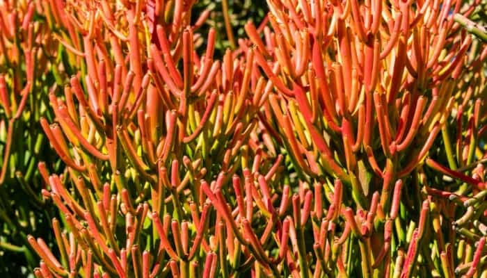 pencil cactus care outdoors