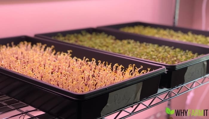 Microgreens On A Grow Rack