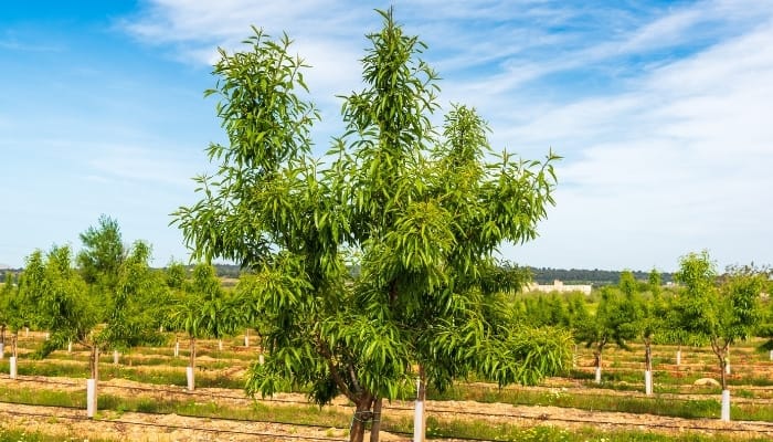 Almond Tree Farm in Spain