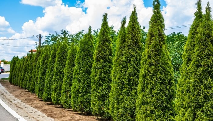 Arborvitae Trees In A Row