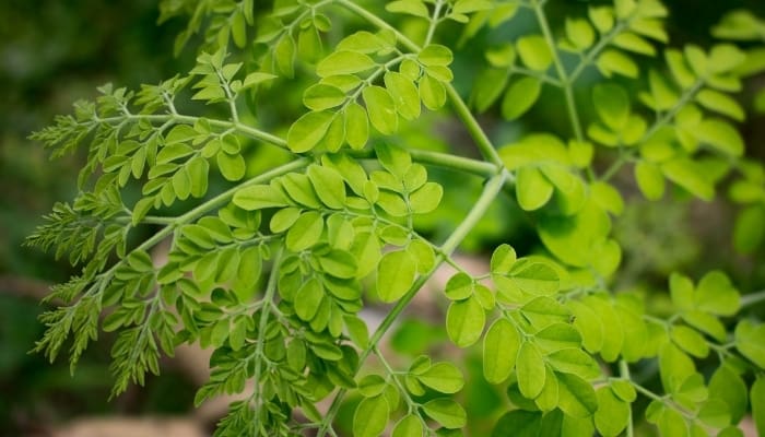 Branch of Moringa Tree Leaves