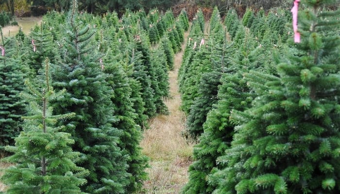 Christmas Tree Farm