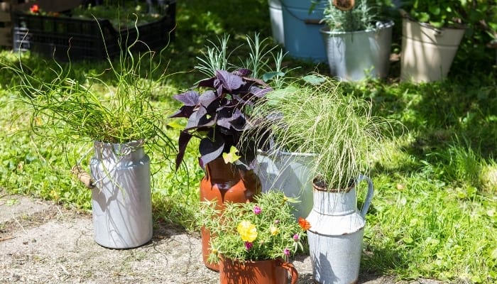 Corkscrew Rush With Other Potted Plants