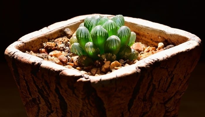 Haworthia Cooperi Truncata in Clay Pot