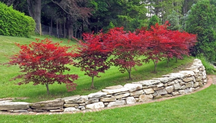 Japanese Maple Trees in Landscaping