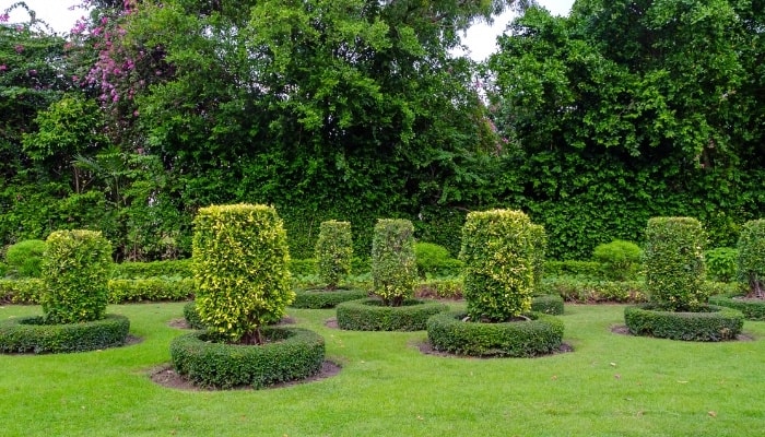 Ornamental Trees in a Park