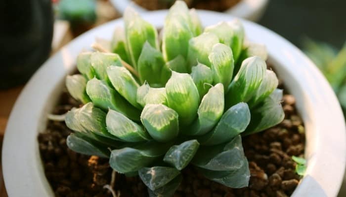 Potted Haworthia Cooperi Var. Pilifera