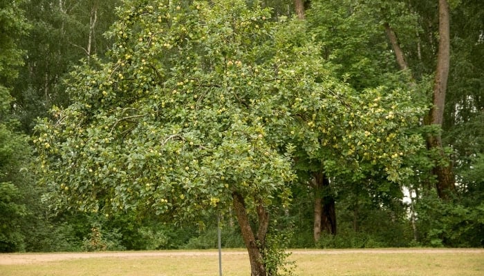 Ripe Apple Tree in Summer