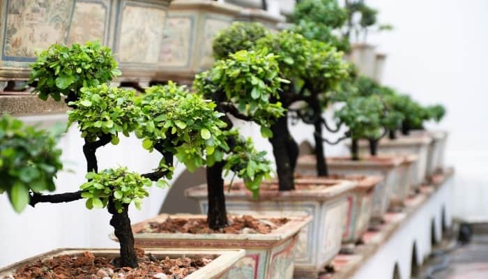 Row of Bonsai Trees in Pots