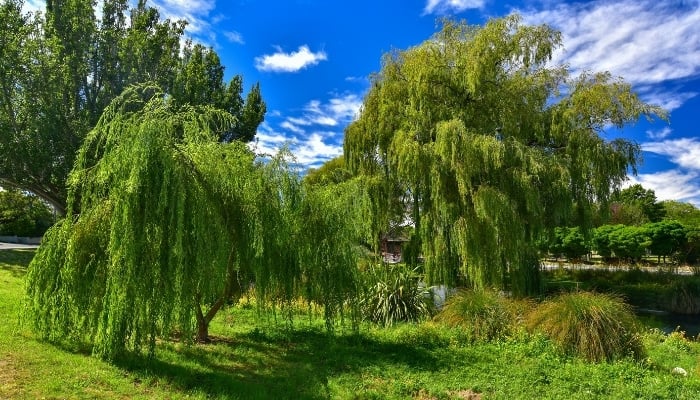 Willow Trees Growing in New Zealand