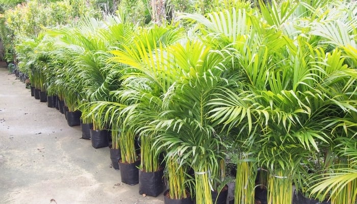 Young Palm Trees Growing in Pots