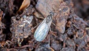 A dark-winged fungus gnat resting on clumps of soil.