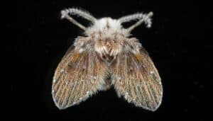 A moth fly, or drain fly, on a dark black background.