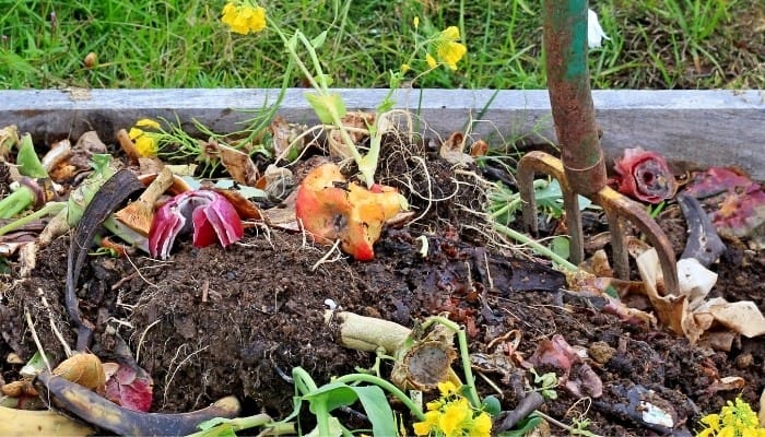 A compost pile with numerous food scraps with a pitchfork stuck into the pile.