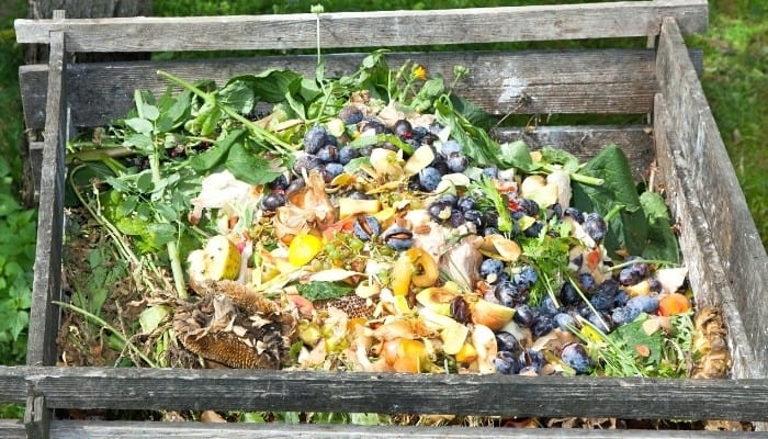 A wooden compost bin nearly full to the top of compostable materials.