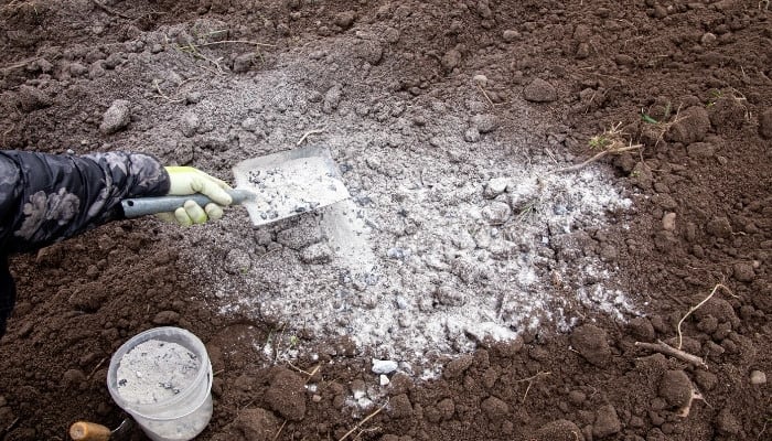 A gardener using a small shovel to add a white powder to garden soil.