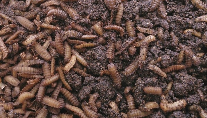 An abundance of black soldier fly larvae feasting on a compost heap.