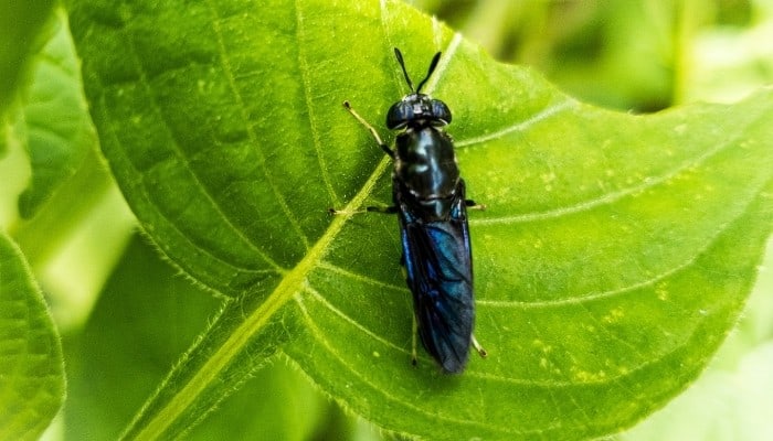 An adult black soldier fly on a half-eaten green leaf.