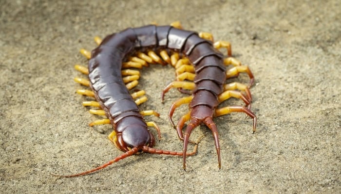 A large centipede on the ground with his body curved into a U.