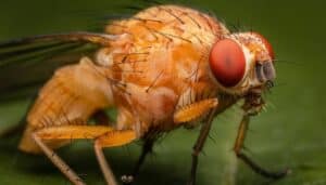 An up-close view of an adult fruit fly with red eyes.