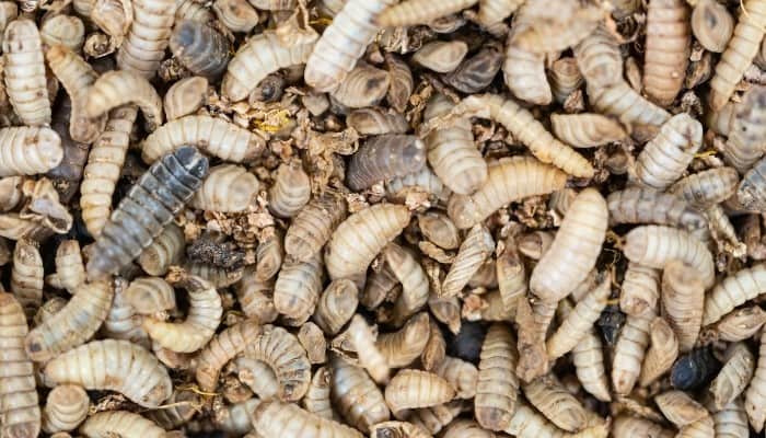 Black soldier fly larvae in various colors and stages of development.