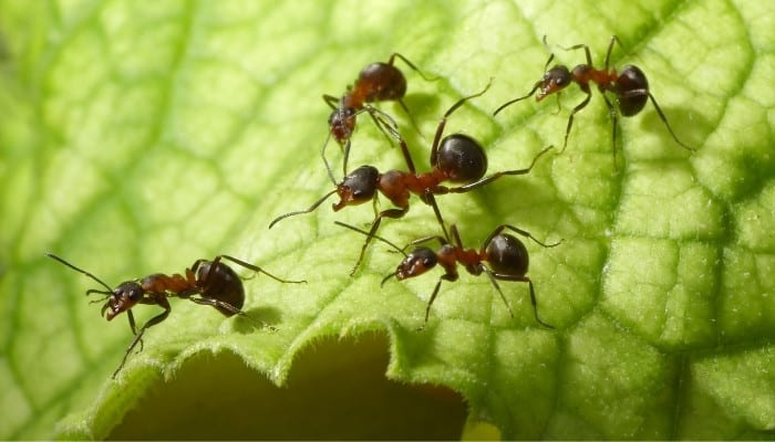 Five forest ants walking on a large green leaf.