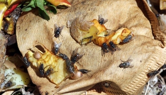 Flies Sitting On Composting Food