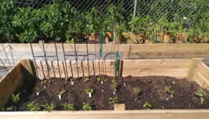 Fresh Garden Soil in Raised Bed