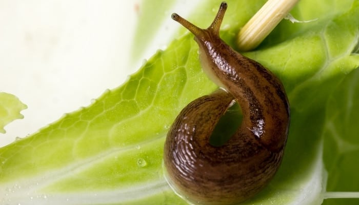 A garden slug on the middle of a napa cabbage leaf.