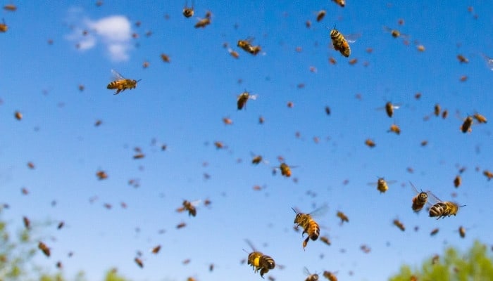 A large group of honey bees flying away from their hive.