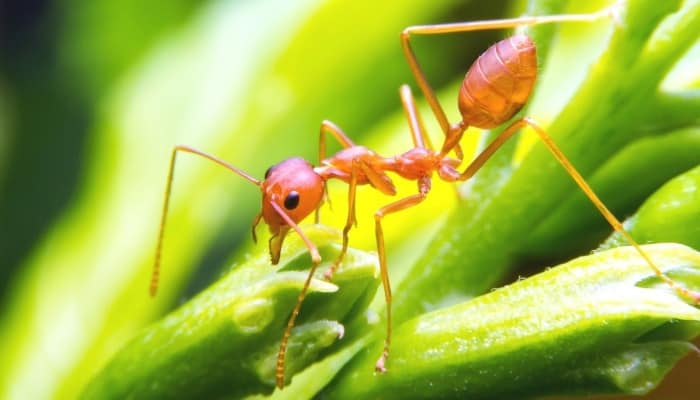 A red fire ant walking along green stalks.