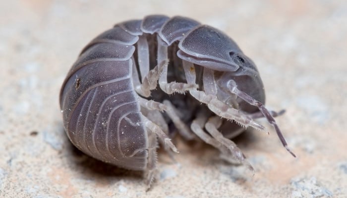 A roly poly bug curling up into a ball.