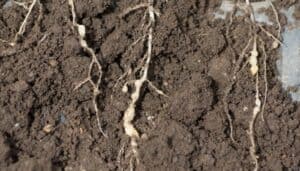 Get Rid of Soil Fungus In Your Garden: Identification & Treatment Guide