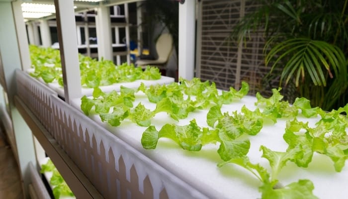 A home-based deep water culture system growing lettuce hydroponically.