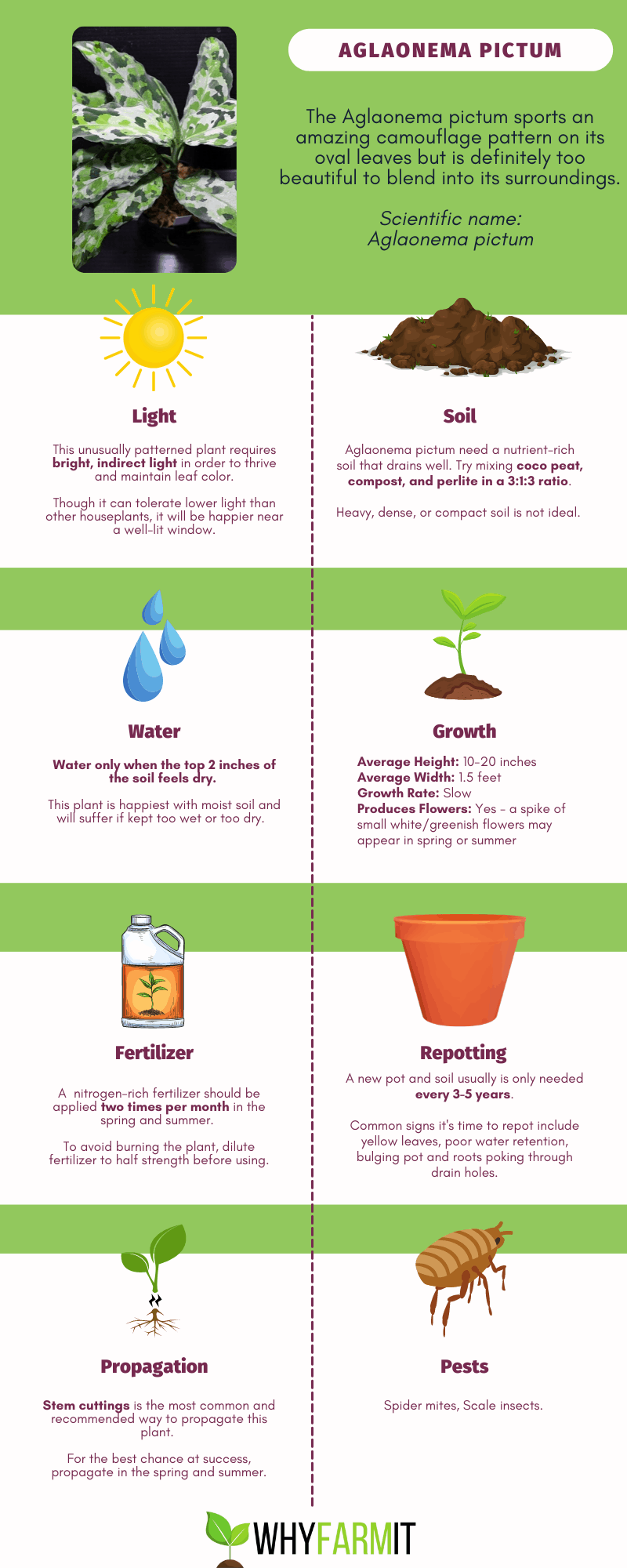 Infographic outlining care of Aglaonema pictum.