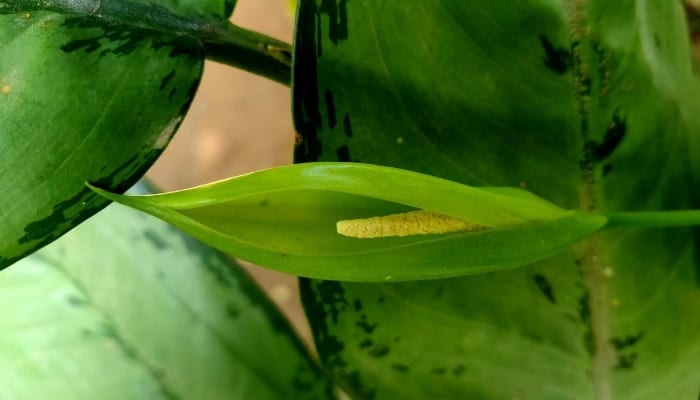 A young flower stalk on an Aglaonema pictum plant.