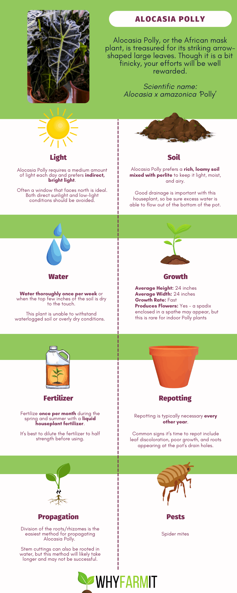 Infographic outlining care for Alocasia Polly