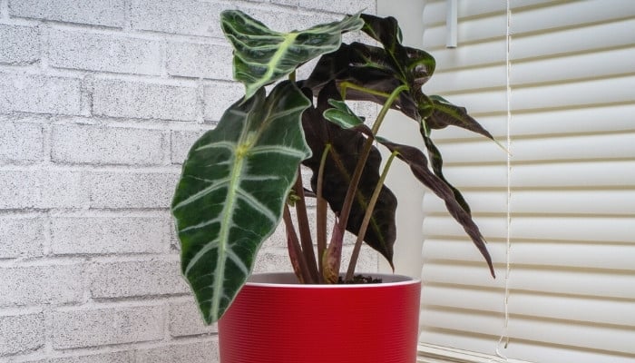 Alocasia Polly: African Mask Plant Care Guidelines & Tips