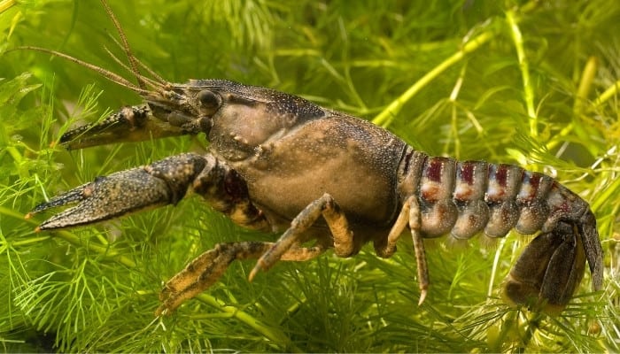 An American crayfish swimming underwater.