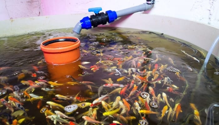 Aquaponic Fish Tank