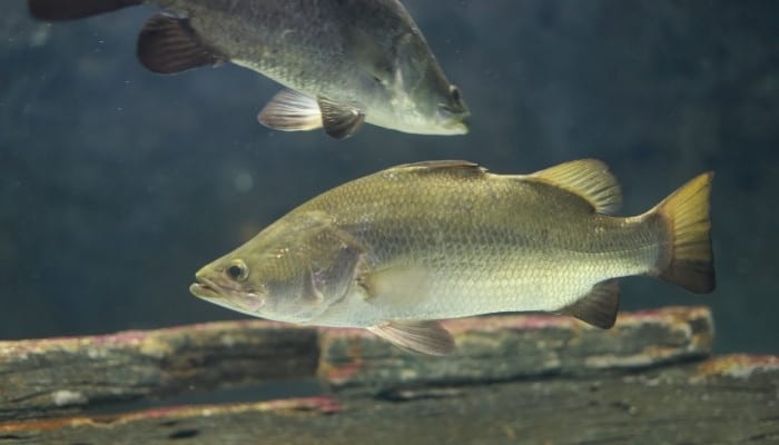 An Asian sea bass or barramundi fish swimming in a large tank.